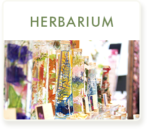 HERBARIUM