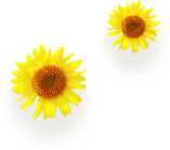 ひまわり